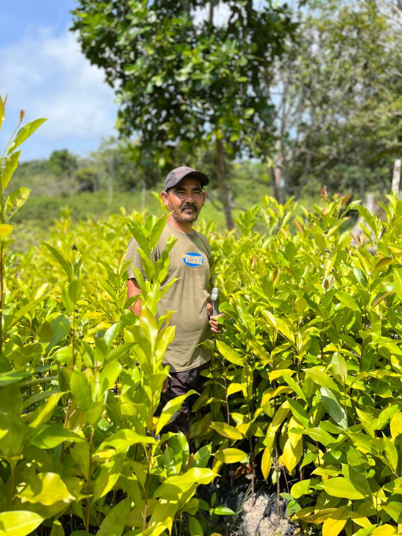 Agroforestry -  Nyantoh (Palaquium rostratum) seedlings.